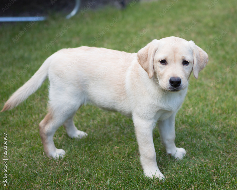 labrador puppy in garden labrador puppy in garden