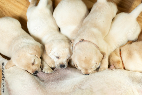 Labrador puppies are nursed by mother