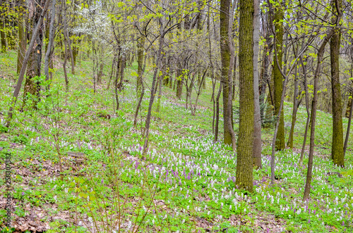 Magical green forest and sunlit wild bluebell flowers