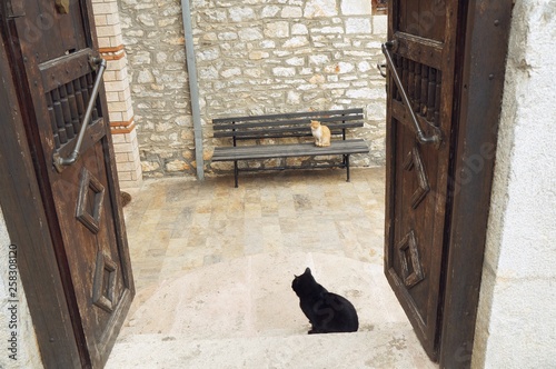 Nice cat sits near the door of ancient mediterranean house, blurred, selective focus © Liz