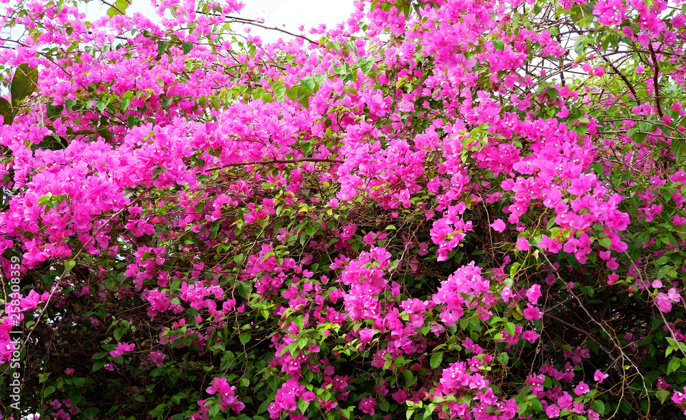 Pink bougainvillea flower beautiful blossoming in the garden park
