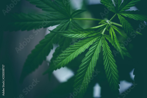Marijuana leaves cannabis plant tree growing on dark background   Hemp leaf