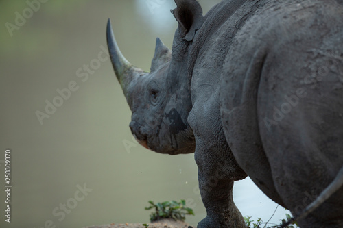 Black rhino bull drinking water