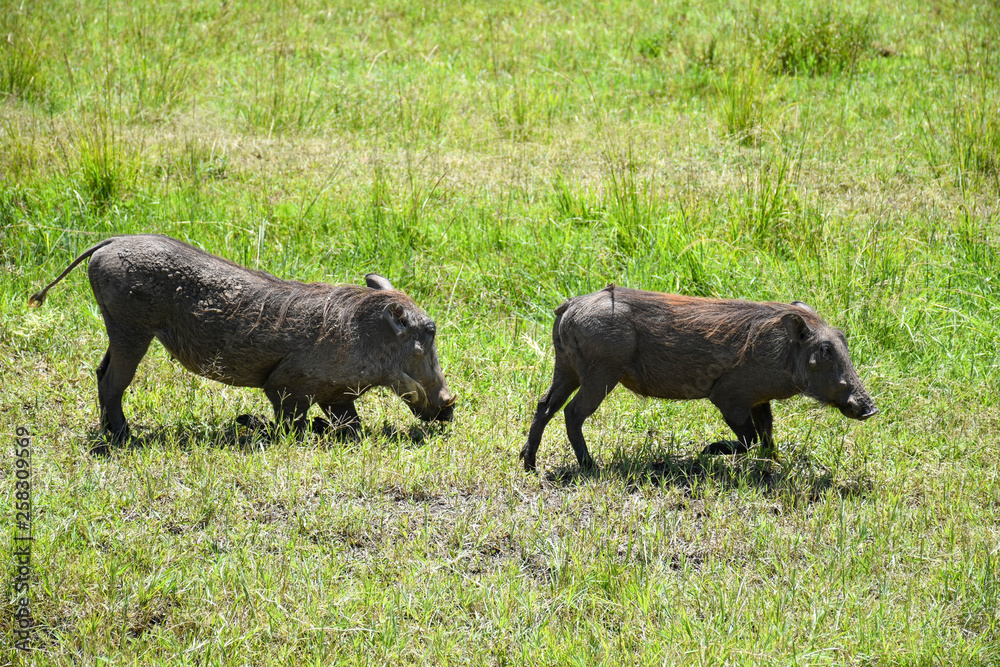 A pair of Warthogs grazing on grass in the Masai Mara National park, Kenya, A pair of Warthogs grazing on grass in the Masai Mara National park, Kenya,