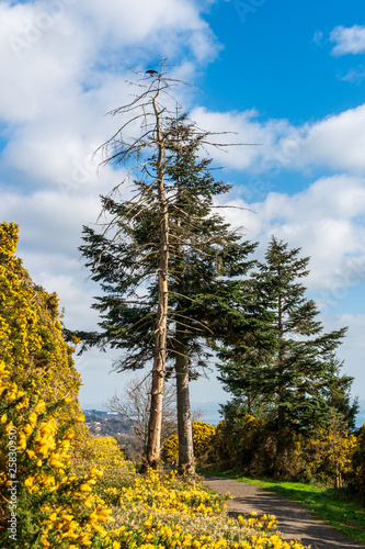 Fir trees at the beginning of spring landscape, surrounded by a sea of yellow gorse. Hiking path in Dublin Mountains, Ireland. © Gabriel