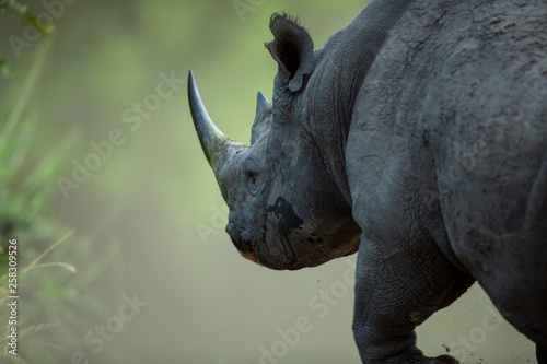 Black rhino bull drinking water