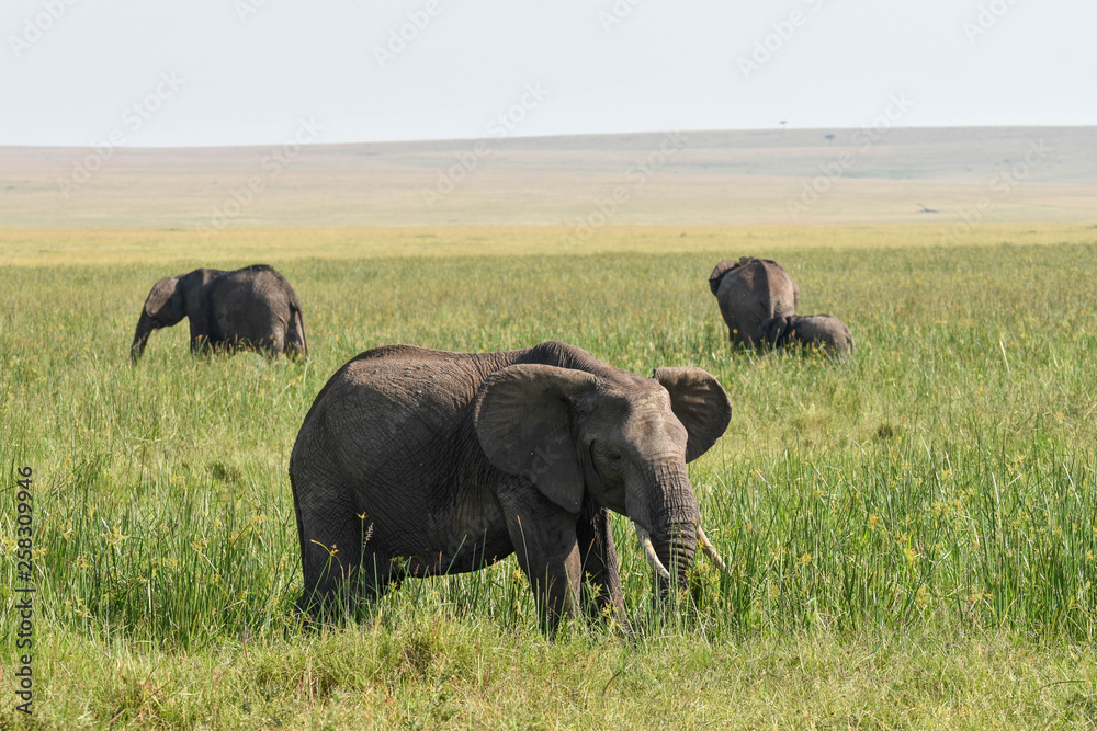 Fototapeta premium Elephants grazing in the Masai Mara National Game park, Kenya, Africa,