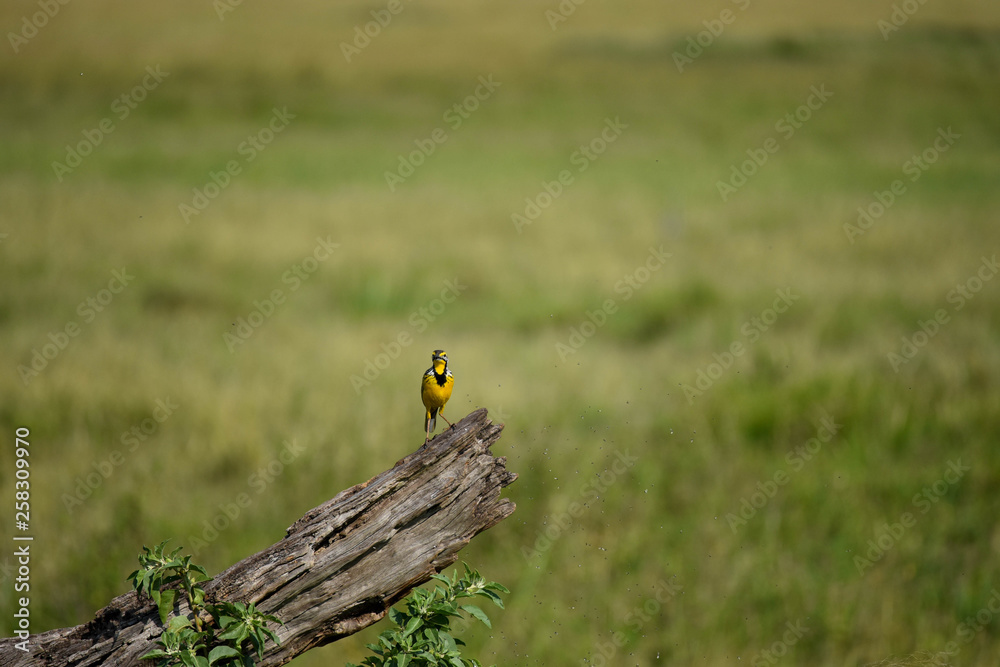 Yellow throated longclaw bird, perched on a dead log, hunting flies that circle it, in the Masai Mara National Game Reserve, Kenya, Africa Yellow throated longclaw bird, perched on a dead log, hunting flies that circle it, in the Masai Mara National Game Reserve, Kenya, Africa