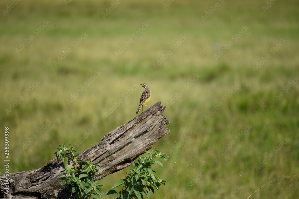 Yellow throated longclaw bird, perched on a dead log, hunting flies that circle it, in the Masai Mara National Game Reserve, Kenya, Africa Yellow throated longclaw bird, perched on a dead log, hunting flies that circle it, in the Masai Mara National Game Reserve, Kenya, Africa