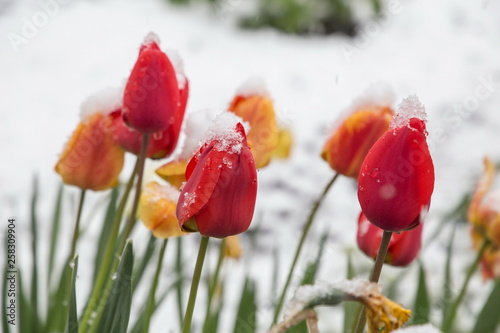 Garden in the snow Junfrau region Berner Oberland Switzerland photo