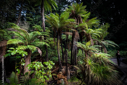 Amazing views of trees in the forests of New Zealand