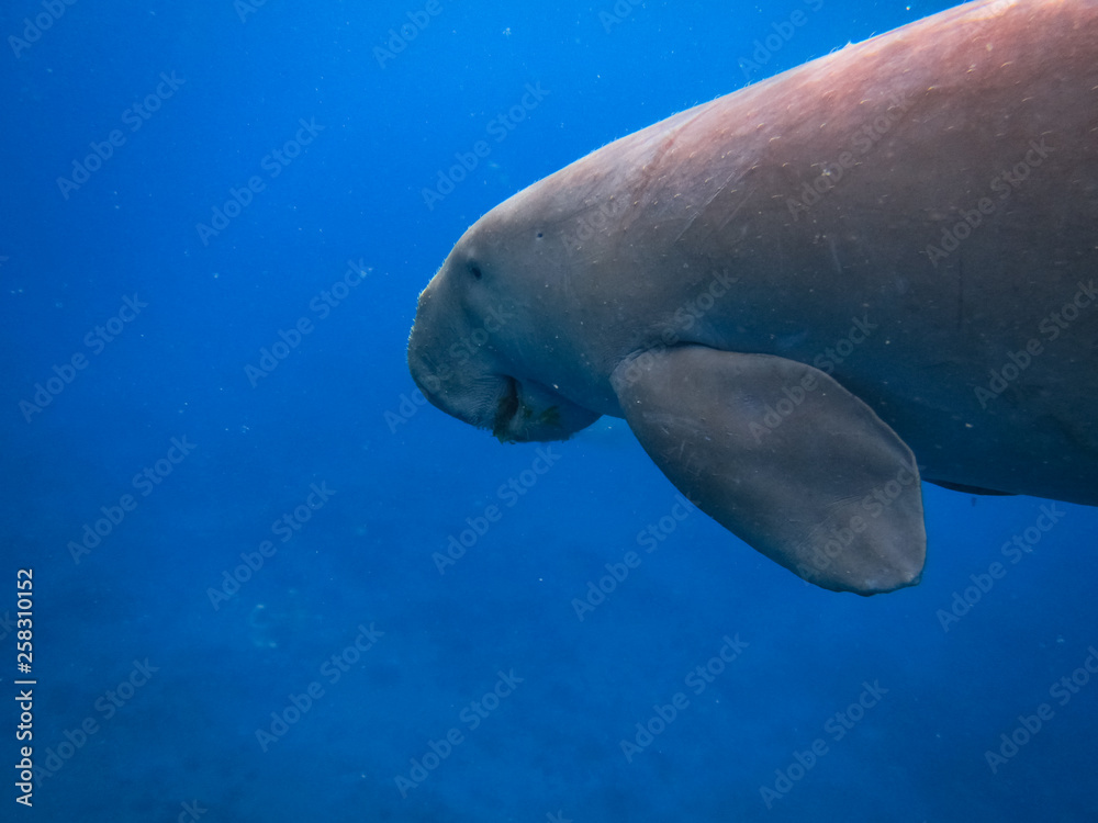 Dugong (sea cow) swims in the sea. Dugong (sea cow) swims in the sea.
