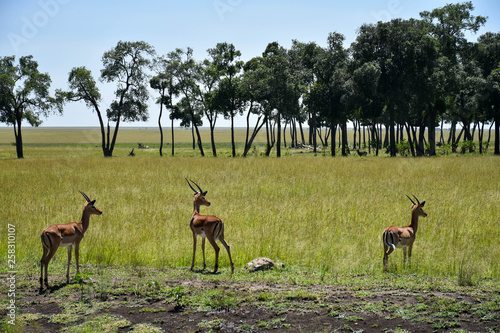 Three male Impala standing near a treeline in the Masai Mara, Kenya, Africa