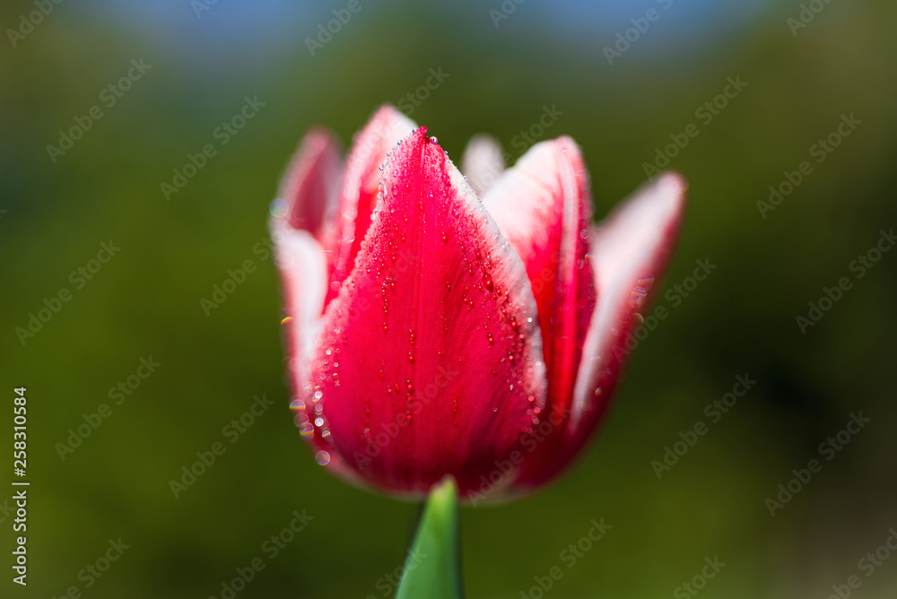 Colorful tulips with water drops Colorful tulips with water drops