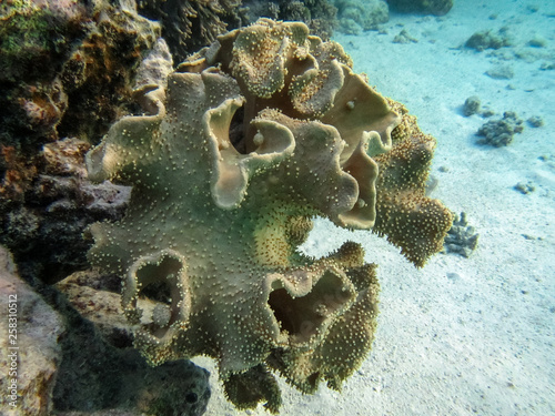 Rough leather coral, Sarcophyton Glaucum.