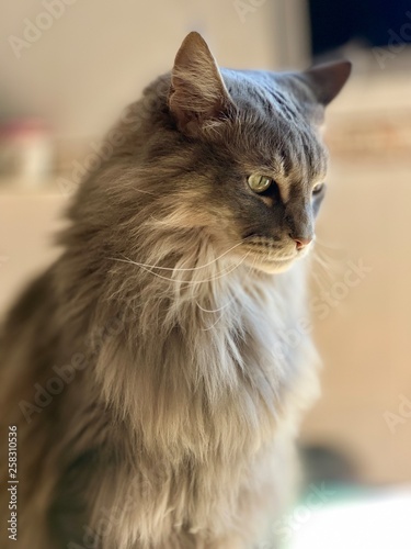 My cat2 photo
