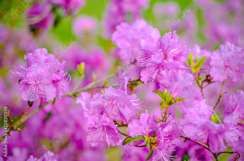 Beautiful pink or violet Rhododendron with blured background