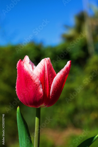 Colorful tulips with water drops