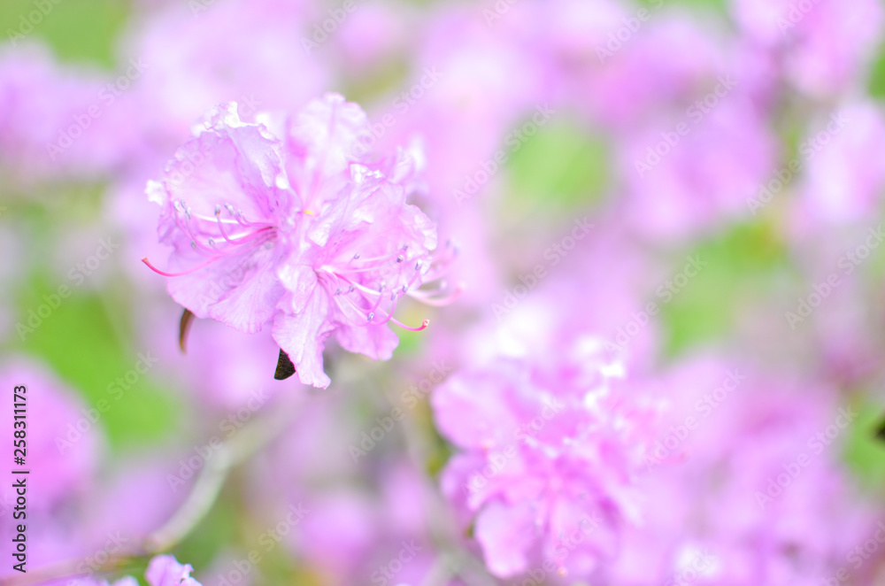 Beautiful pink or violet Rhododendron with blured background Beautiful pink or violet Rhododendron with blured background