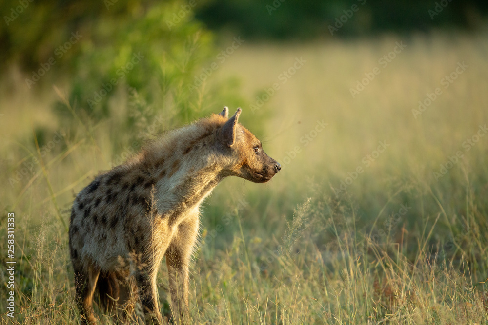 Fototapeta premium A nervous young hyaena that can no doubt smell the presence of a larger predator