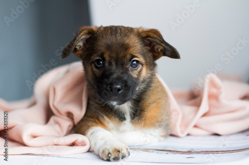 The little dog lies covered with a blanket