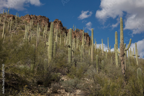 Cactus field in Arizona © SHELL
