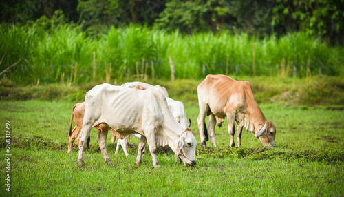Asia cow grazing grass on field agriculture farm in the countryside