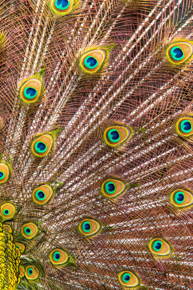 Obraz premium peacock feathers as a background