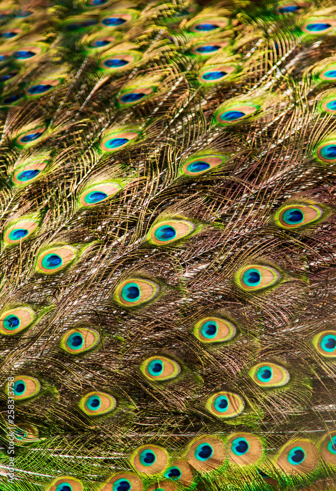 Obraz premium peacock feathers as a background