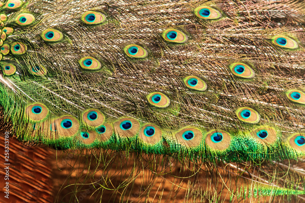 Obraz premium peacock feathers as a background