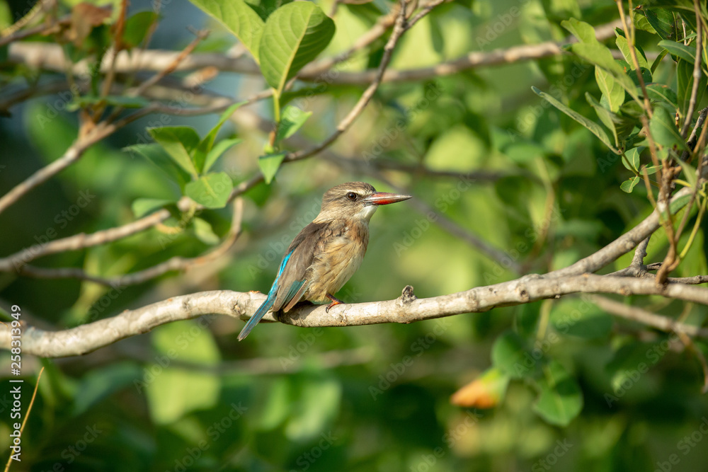 Fototapeta premium Striped kingfisher resting in a tree in the late afternoon.