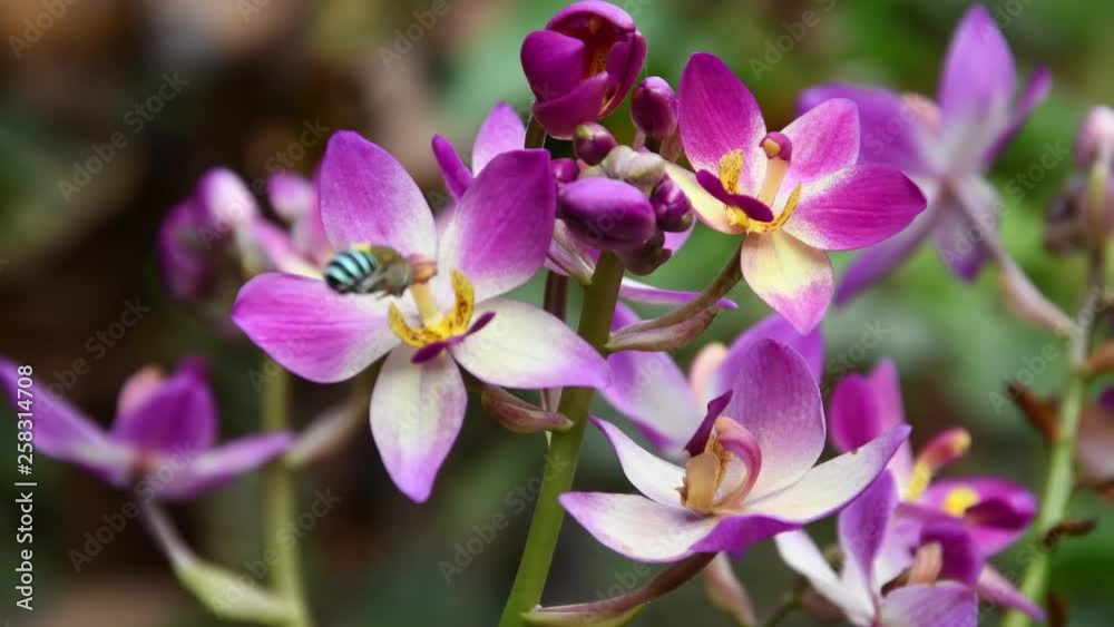 Blue Banded Bee in the Orchid flower