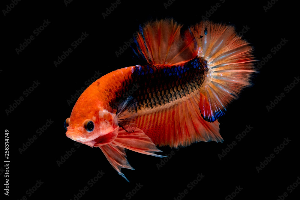 Betta fish Fight in the aquarium
