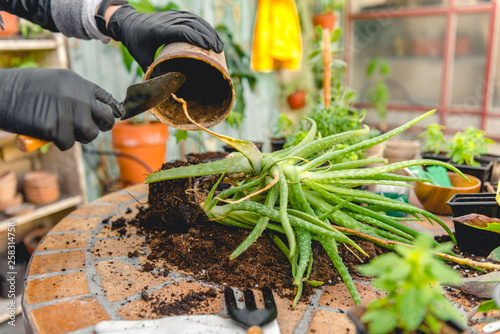 Transplant aloe in a pot