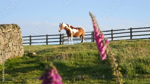 Tobiano American Paint Horse standing in a pasture next to an old dry stone wall. Peak District, Derbyshire, England. photo