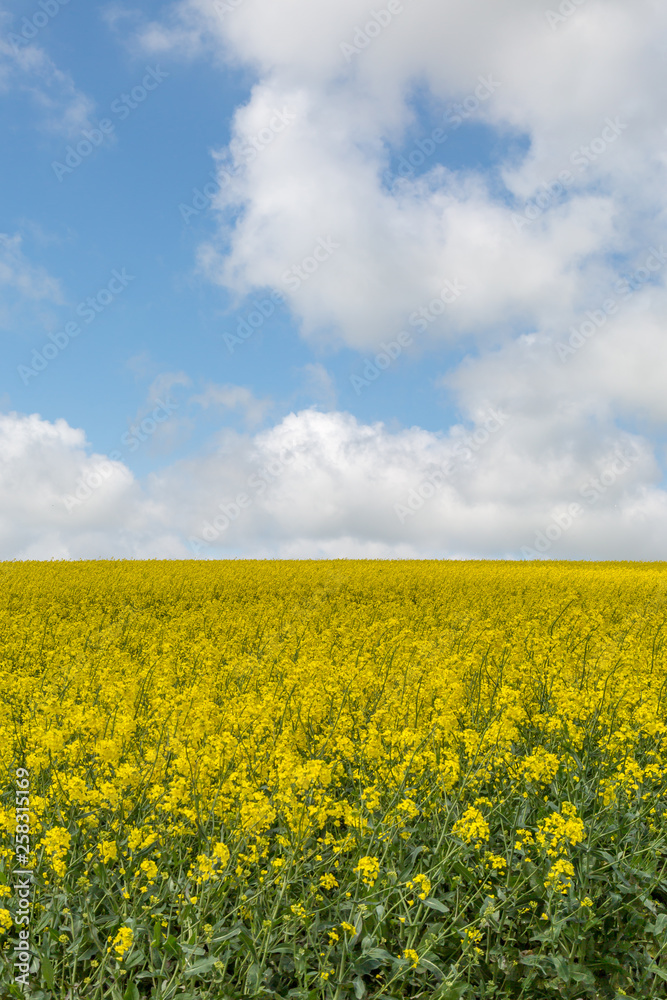 A field of canola/rapeseed crops in Sussex, on a sunny spring day