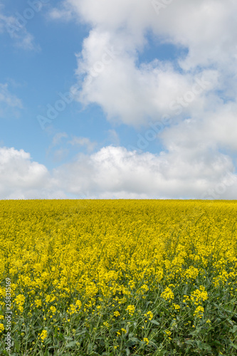 A field of canola rapeseed crops in Sussex  on a sunny spring day