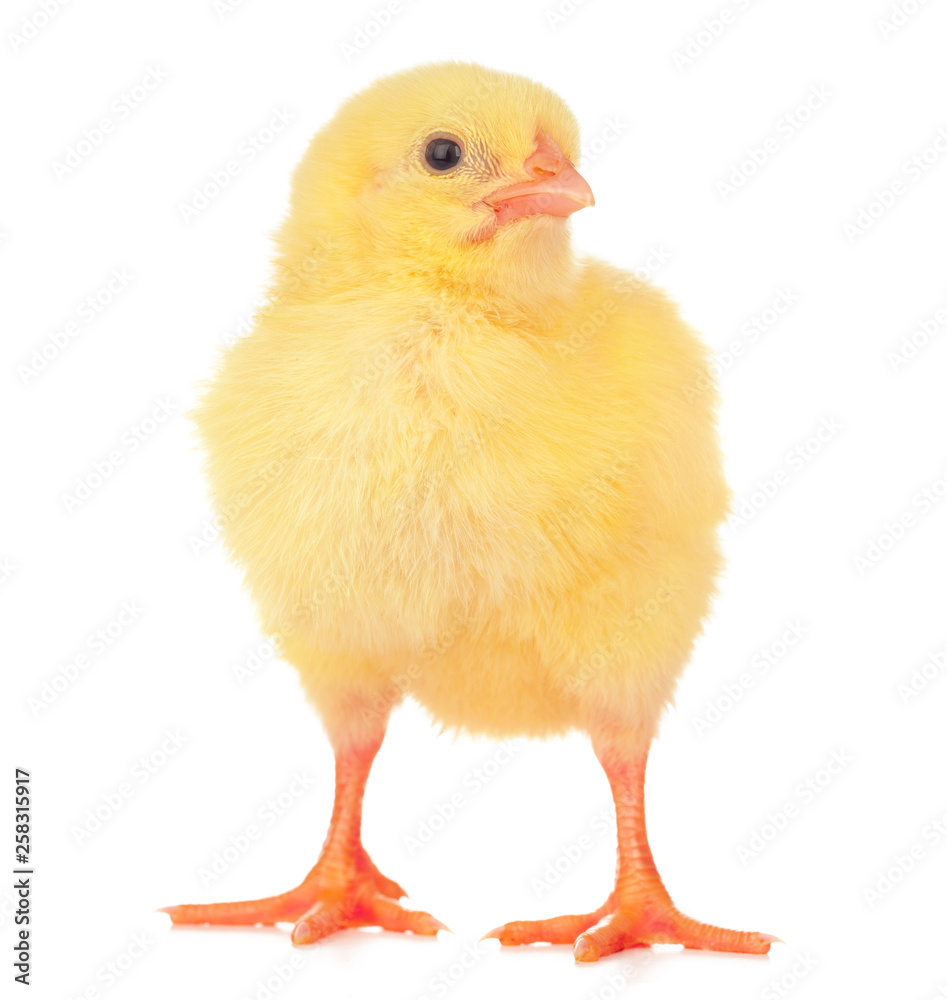 Fototapeta premium Cute little chicken isolated on white background