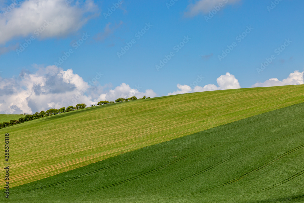 Obraz premium A green hillside in Sussex, on a sunny spring day