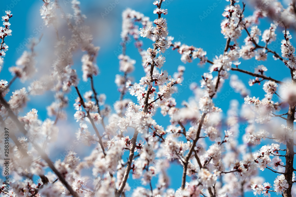 Blooming apricot in spring at the background of the sky Blooming apricot in spring at the background of the sky