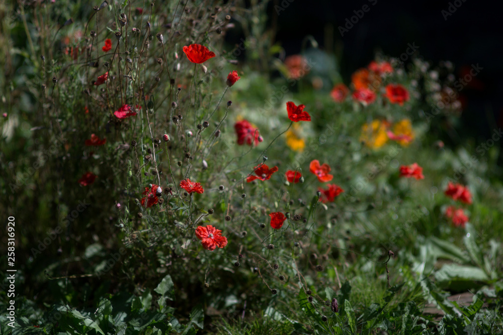 red poppy wild thickets