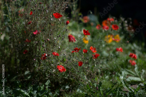 red poppy wild thickets