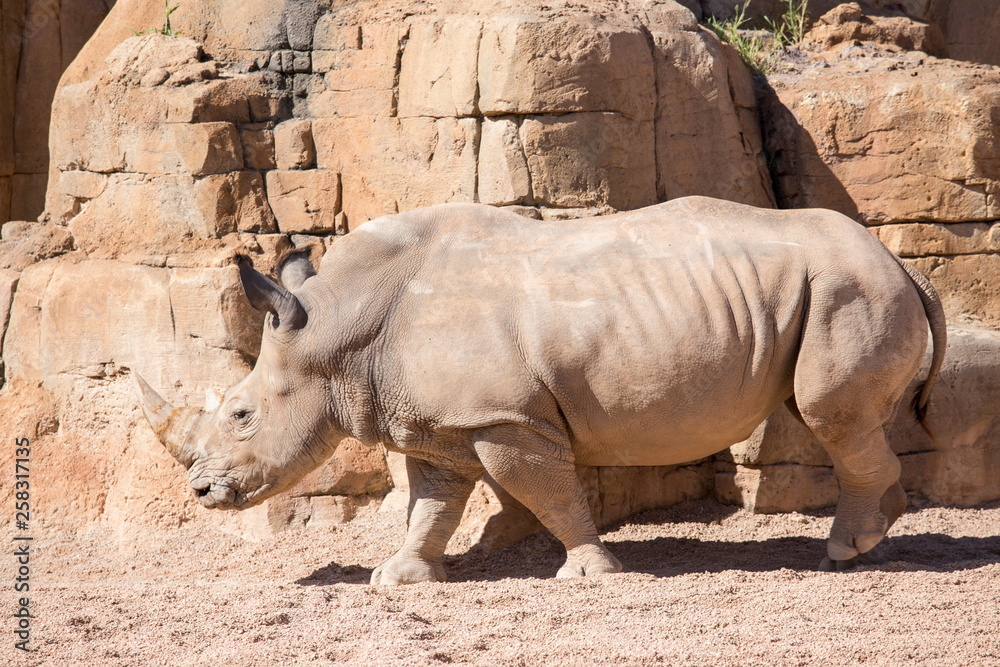 Fototapeta premium Rino in savannah Ceratotherium simum