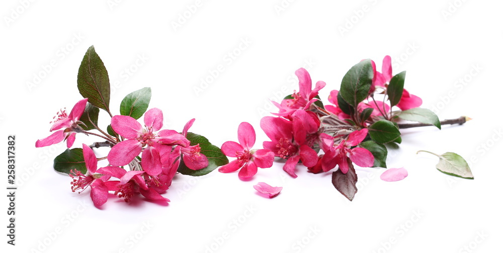 Wild apple tree flowers blooming isolated on white background
