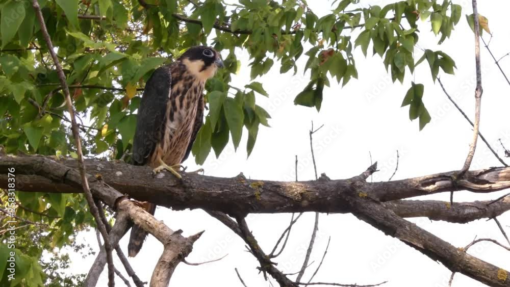 Eurasian hobby (Falco subbuteo) is a small bird of prey from the family of falcons living in the vast territory of Eurasia and in North Africa. Prefers light forests in combination with open landscape Eurasian hobby (Falco subbuteo) is a small bird of prey from the family of falcons living in the vast territory of Eurasia and in North Africa. Prefers light forests in combination with open landscape