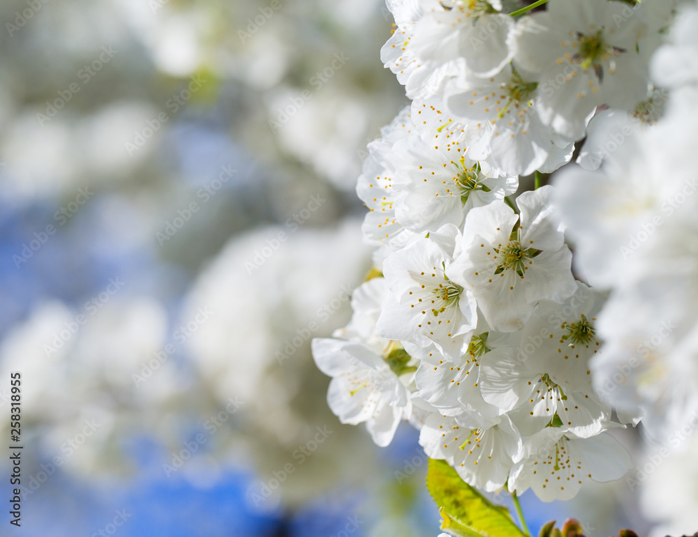 Spring border background with blossom, close-up. Abstract floral spring background. Blossoms over blurred nature background Spring border background with blossom, close-up. Abstract floral spring background. Blossoms over blurred nature background