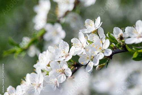 Spring border background with blossom, close-up. Abstract floral spring background. Blossoms over blurred nature background