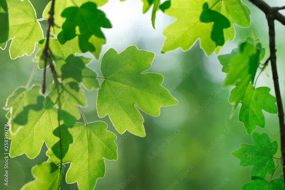 Fototapeta premium green leaves on the summer forest