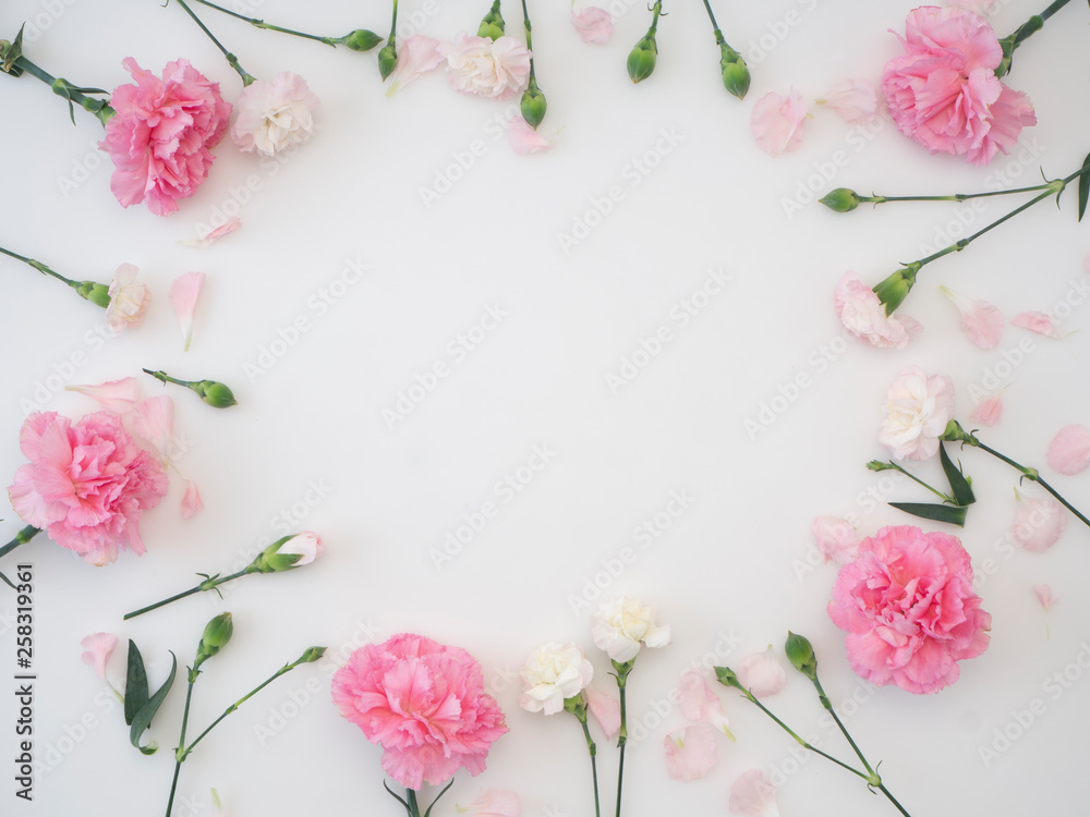 Fototapeta Frame made of carnation on a white background