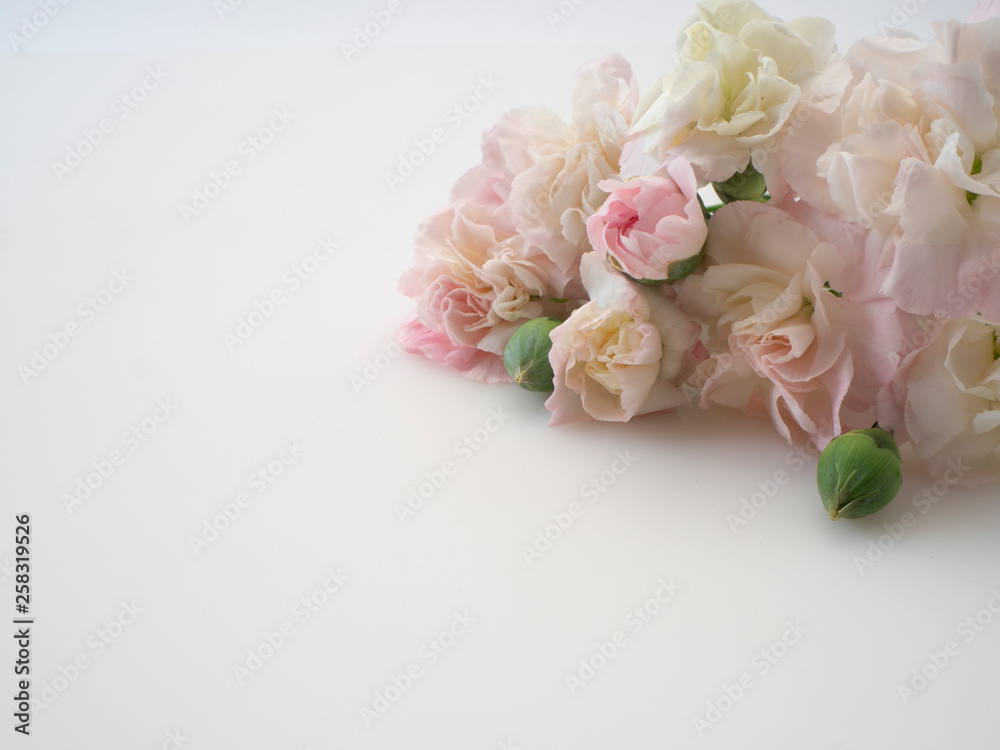 Mother's day greeting card, Beautiful pink carnation